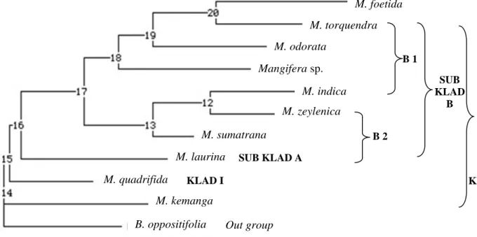 Gambar 1. Kladogram 10 Jenis Mangga Berdasarkan Karakter Morfologi. 