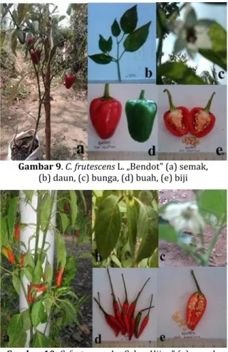 Gambar 9. C. frutescens L. „Bendot‟ (a) semak,  (b) daun, (c) bunga, (d) buah, (e) biji 