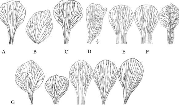 Gambar 2. Daun mahkota. A. Adenium arabicum, B. Cerbera odollam,C. Nerium indicum, D. Thevetia  peruviana,E