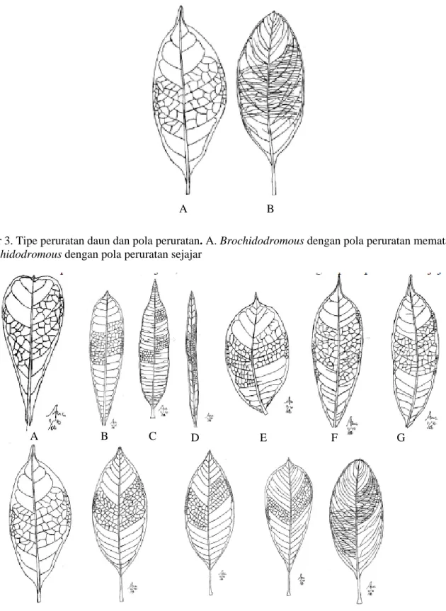 Gambar 3. Tipe peruratan daun dan pola peruratan. A. Brochidodromous dengan pola peruratan mematajala; 