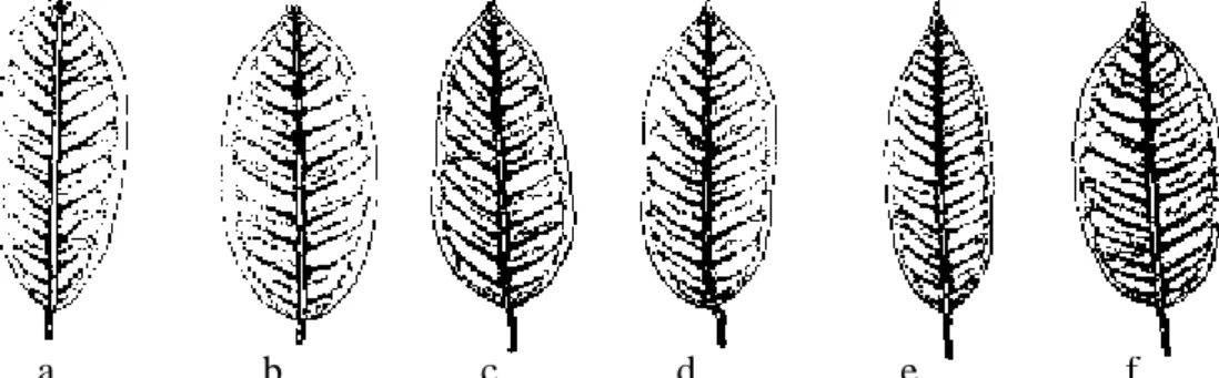 Gambar 1. Variasi Bentuk Helaian Daun Plumeria sp. : (a) bujur-lancip,     (b) oval-bujur, (c) lancip, (d) bujur, (e) bujur-garis, (f) bulat-panjang 