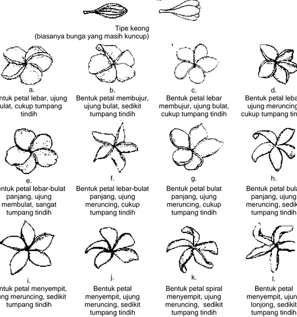 Gambar 2. Variasi Bentuk Mahkota Bunga Plumeria sp. (Little, 2006) 