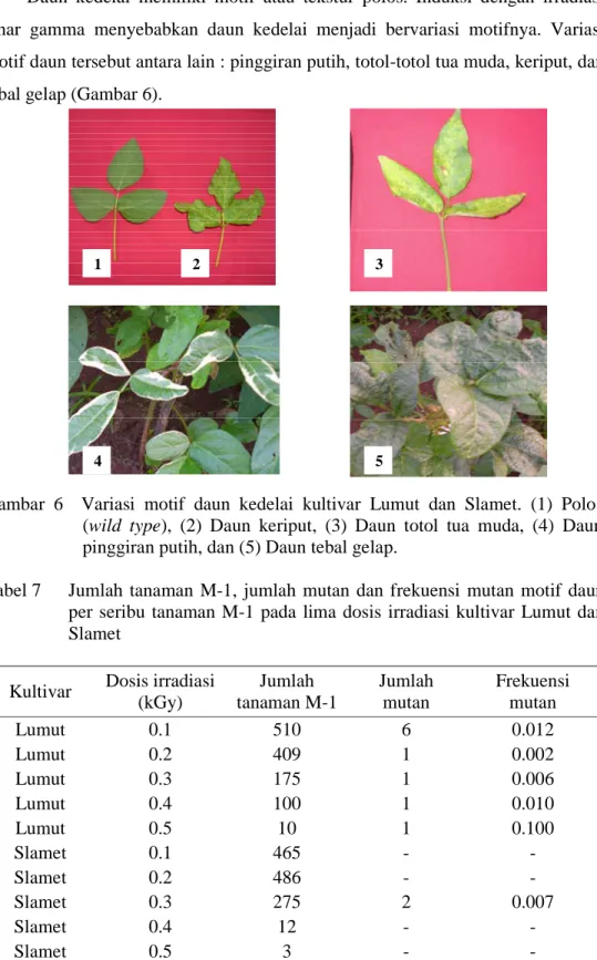 Gambar  6    Variasi  motif  daun  kedelai  kultivar  Lumut  dan  Slamet.  (1)  Polos    (wild  type),  (2)  Daun  keriput,  (3)  Daun  totol  tua  muda,  (4)  Daun  pinggiran putih, dan (5) Daun tebal gelap