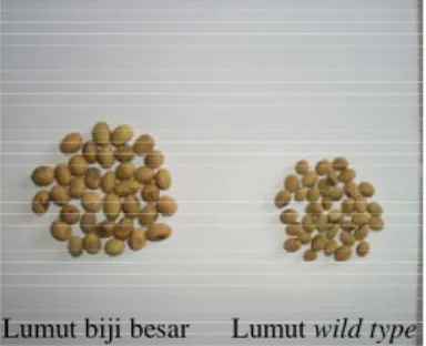 Gambar 7  Perbandingan ukuran biji pada kultivar Lumut wild type dengan mutan. 