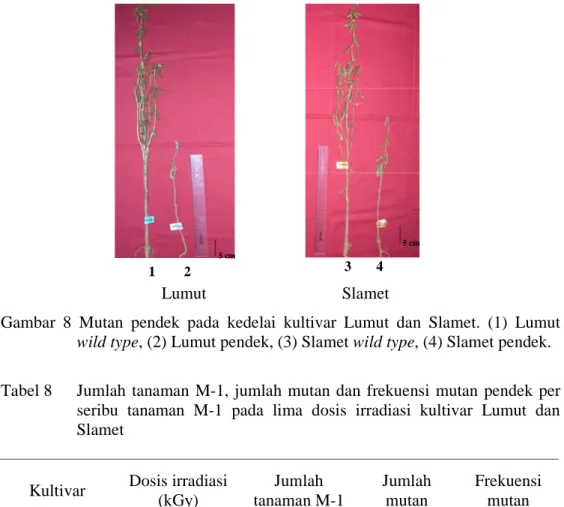 Gambar  8  Mutan  pendek  pada  kedelai  kultivar  Lumut  dan  Slamet.  (1)  Lumut    wild type, (2) Lumut pendek, (3) Slamet wild type, (4) Slamet pendek