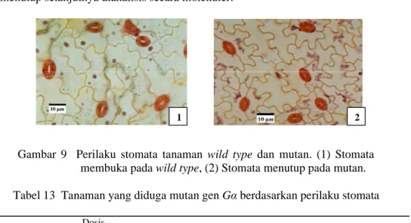 Gambar  9    Perilaku  stomata  tanaman  wild  type  dan  mutan.  (1)  Stomata  membuka pada wild type, (2) Stomata menutup pada mutan