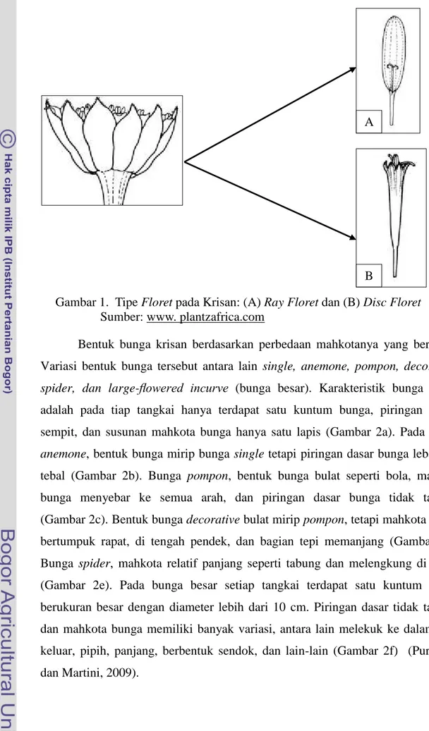 Gambar 1.  Tipe Floret pada Krisan: (A) Ray Floret dan (B) Disc Floret  Sumber: www. plantzafrica.com 