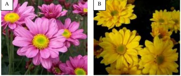 Gambar 3. Varietas Krisan: (A) Dewi Ratih dan (B) Puspita Nusantara     Sumber: www.balithi.litbang.deptan.go.id 