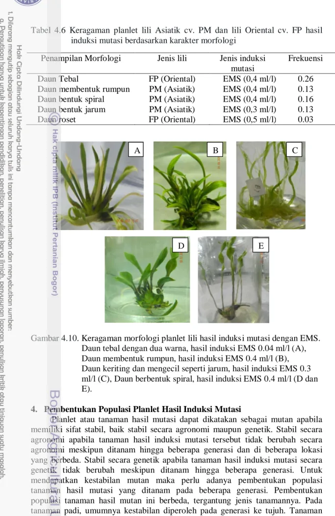 Tabel  4.6  Keragaman planlet lili Asiatik cv. PM dan  lili Oriental cv. FP hasil                   induksi mutasi berdasarkan karakter morfologi 