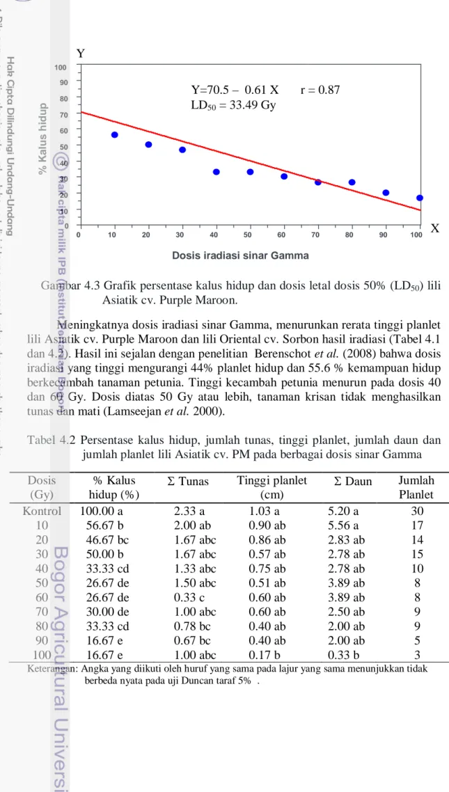 Gambar 4.3 Grafik persentase kalus hidup dan dosis letal dosis 50% (LD 50 ) lili    Asiatik cv
