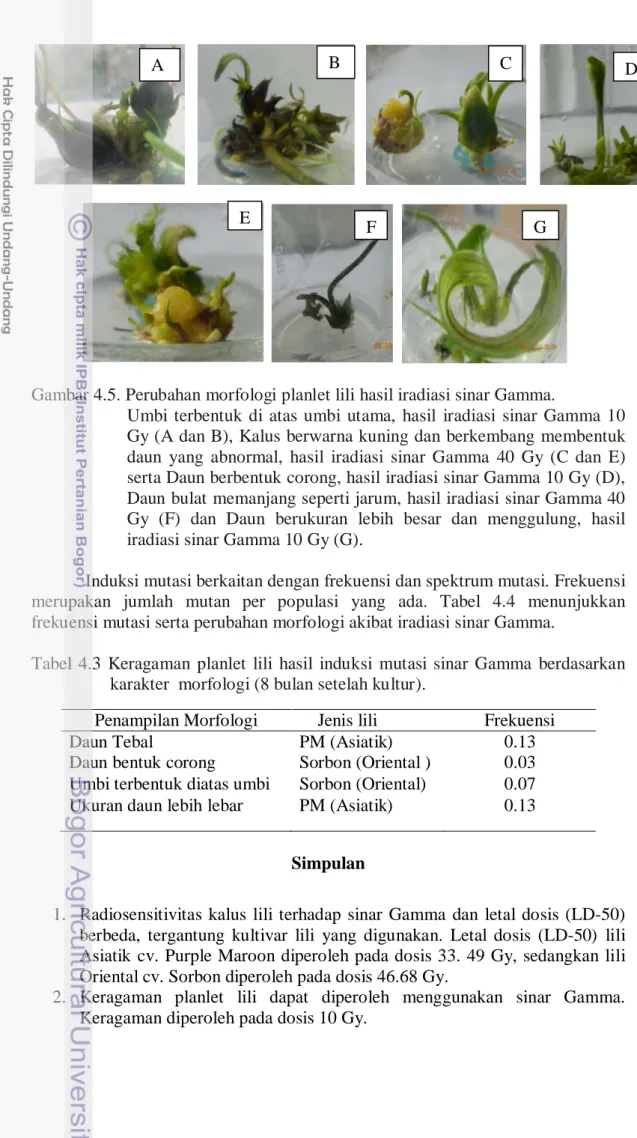 Gambar 4.5. Perubahan morfologi planlet lili hasil iradiasi sinar Gamma.  