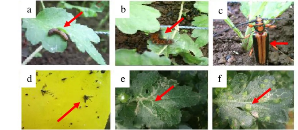 Gambar  3.  Hama  dan  Penyakit  Tanaman.  (a)  Ulat  Tanah,  (b)  Ulat  Bulu,   (c)  Kumbang,  (d)  Leaf  Miner,  (e)  Gejala  Serangan  Leaf  Miner,  dan (f) Gejala Serangan Karat Daun