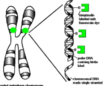 Gambar 1. Prinsip dasar teknik FISH yang  menunjukkan proses hibridisasi antara kromosom 