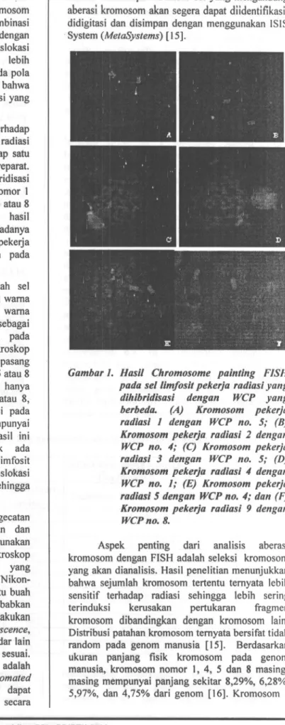 Gambar 1. Hasil Chromosome painting FISH pada sellimfosit pekerja radiasi yang dihibridisasi dengan WCP yang berbeda
