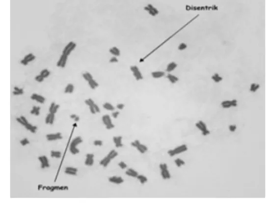 Gambar 1. Visualisasi kromosom pada tahap  metafase dengan kromosom disentrik  (tanda panah)  dan fragmen dari hasil  biakan 