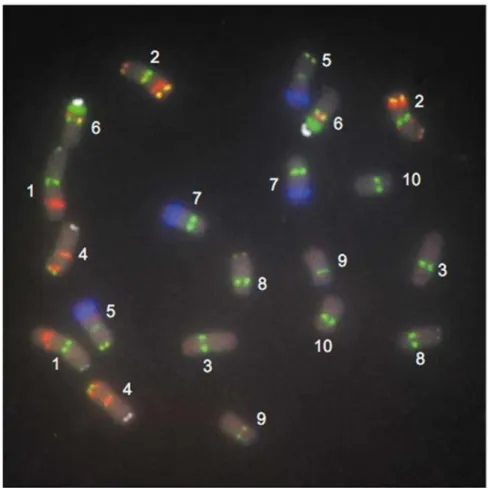 Gambar 1. Hasil Analisa FISH pada 10 Pasang Kromosom Jagung