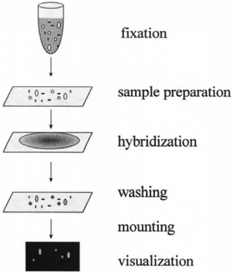 Gambar 2. Tahapan – Tahapan Analisa FISH pada Mikroorganisme