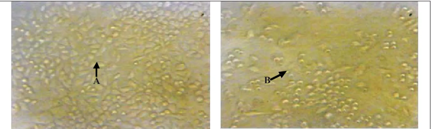 Gambar 1. Morfologi sel HeLa diamati dibawah mikroskop perbesaran 100x. (A) Morfologi sel HeLa pada kelompok kontrol setelah 24 jam (B) Morfologi sel HeLa pada perlakuan 400 mg/mL.