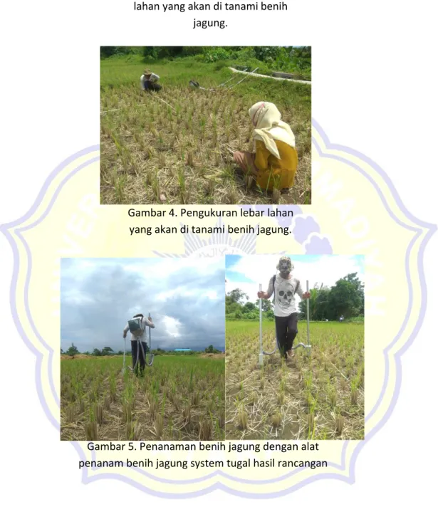 Gambar 4. Pengukuran lebar lahan  yang akan di tanami benih jagung. 