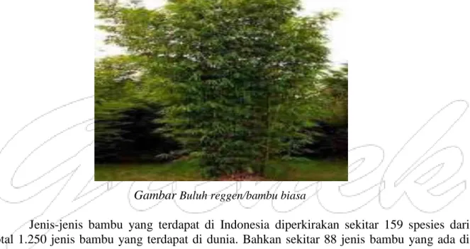 Gambar  Buluh reggen/bambu biasa 
