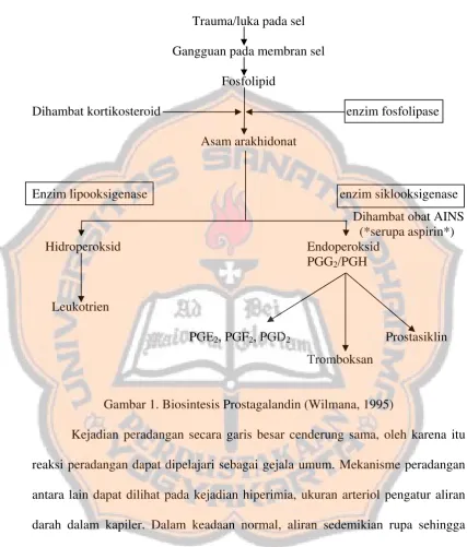 Gambar 1. Biosintesis Prostagalandin (Wilmana, 1995) 