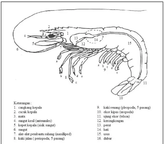Gambar 5.  Morfologi dan sistem saluran makanan udang penaeid, (Mujiman dan Suyanto, 2003)