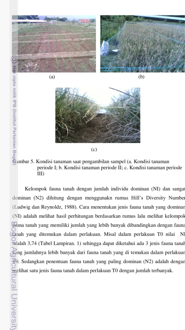 Gambar 5. Kondisi tanaman saat pengambilan sampel (a. Kondisi tanaman  periode I; b. Kondisi tanaman periode II; c