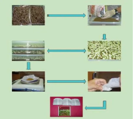 Gambar 2. Proses pembuatan teh celup dari daun gambir  (Litbang Pertanian, 2014) 