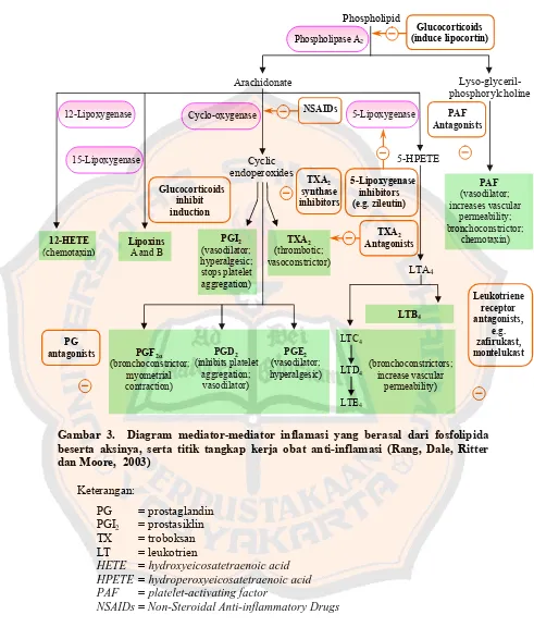 Gambar 3.  Diagram mediator-mediator inflamasi yang berasal dari fosfolipida 
