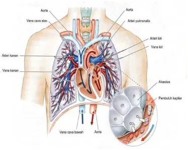Gambar 3.2. Letak jantung, pembuluh darah besar dan paru-paru di dalam rongga dada 