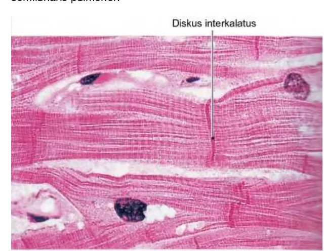 Gambar 3.5. Struktur mikroskopis sel otot jantung 