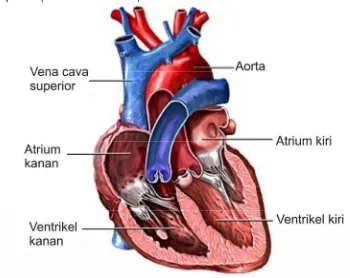 Gambar 3.6. Gambar permukaan dalam jantung, tampak dinding atrium, ventrikel, katup antara serambi dan ventrikel dan pembuluh darah 