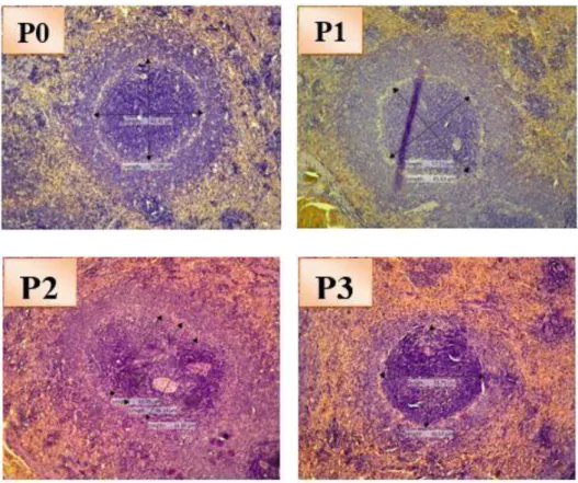 Gambar  1.  gambaran  mikroskopik  limpa  (pulpa  putih)  setelah  pemberian  vaksin  hepatitis  b  dosis  booster  pada  tikus  jantan  pewarnaan  HE  perbesaran  100X