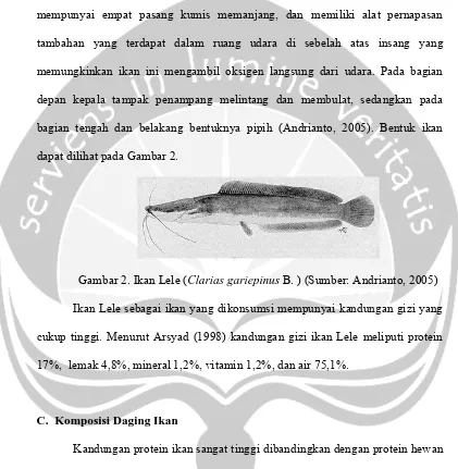 Gambar 2. Ikan Lele (Clarias gariepinus B. ) (Sumber: Andrianto, 2005)  