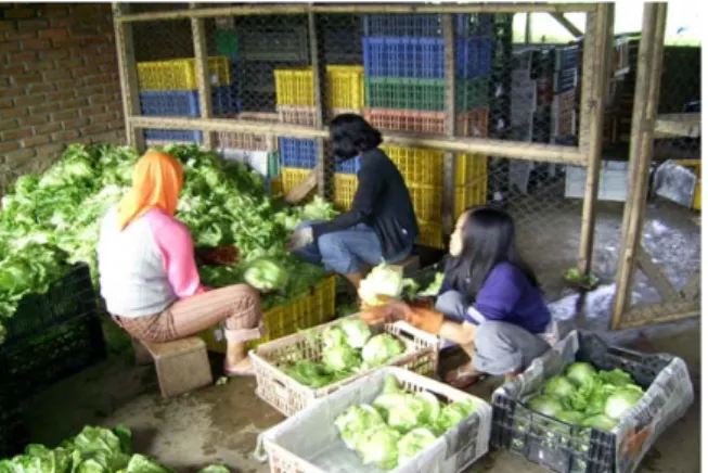 Gambar 10 Proses Trimming dan Sortasi Lettuce di PT Saung Mirwan 