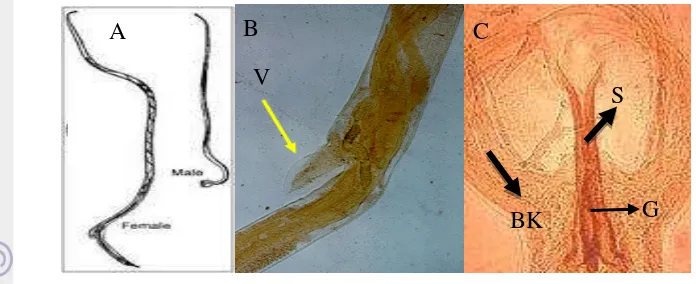 Gambar 1  Organ reproduksi cacing dewasa H. contortus A. Betina dan Jantan, B. 
