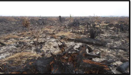 Gambar 2.2 : Kebakaran Lahan Gambut. (Ditjenbun, 2015). 