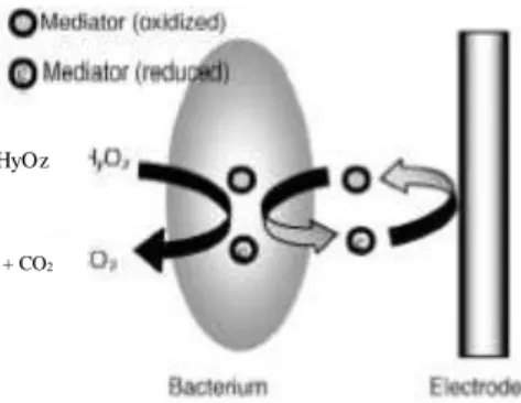 Gambar III.3. Mekanisme transfer elektron melalui membran luar sel (Liu, 2008)  k.  Transfer elektron melalui bacterial nanowires 