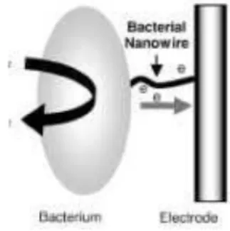 Gambar III.4. Mekanisme transfer elektron menggunakan Bacterial Nanowires (Liu,2008) 
