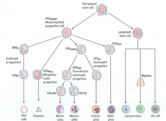 Gambar 2.1. Hemopoiesis  