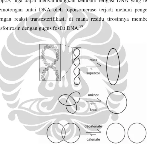 Gambar  2.3.  Struktur  DNA  (supercoil,  knotting  dan  katenasi).  Masing-masing  garis merepresentasikan  DNA untai ganda