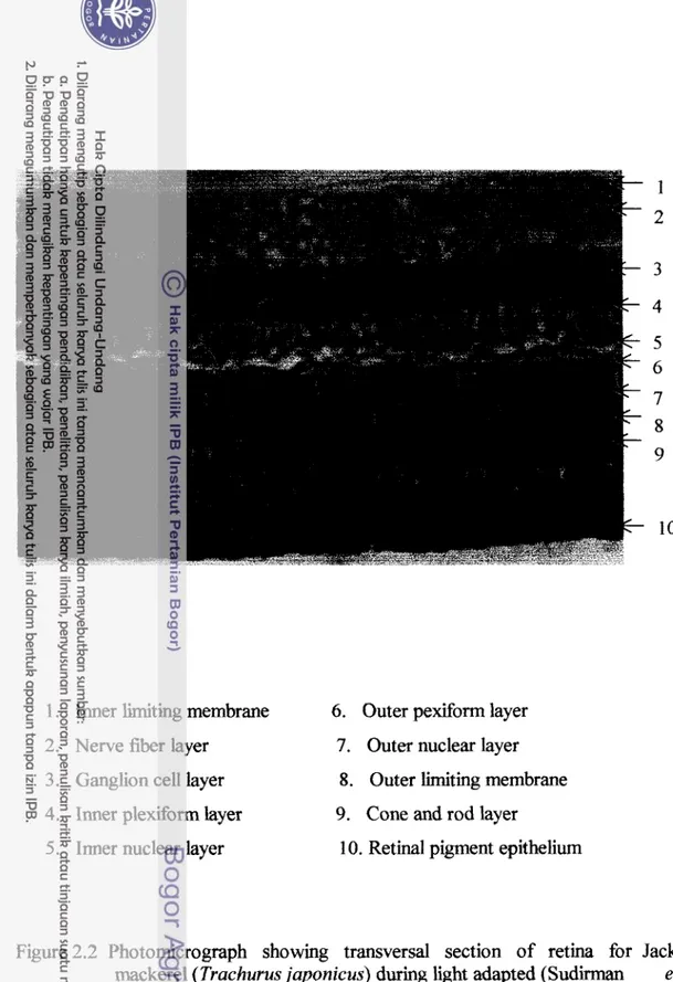Figure 2.2  Photomicrograph  showing  transversal  section  of  retina  for  Jack  mackerel (Trachurus japonicus) during light adapted (Sudirrnan  et  al.,  2000)