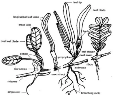 Gambar 1 Ilustrasi morfologi lamun yang membedakan tiap spesies.