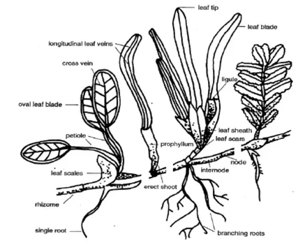 Gambar 2   Ilustrasi  morfologi  lamun  yang  membedakan  tiap  spesies.  (Lanyon,  1986, diacu dalam McKenzie and Campbell, 2002) 