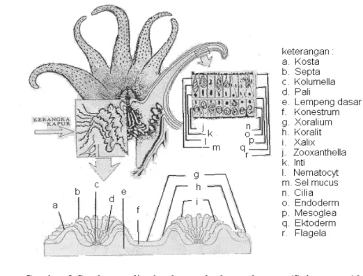 Gambar 2 Struktur polip dan kerangka kapur karang (Suharsono 1996). 
