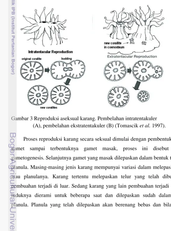 Gambar 3 Reproduksi aseksual karang. Pembelahan intratentakuler                  (A), pembelahan ekstratentakuler (B) (Tomascik et al