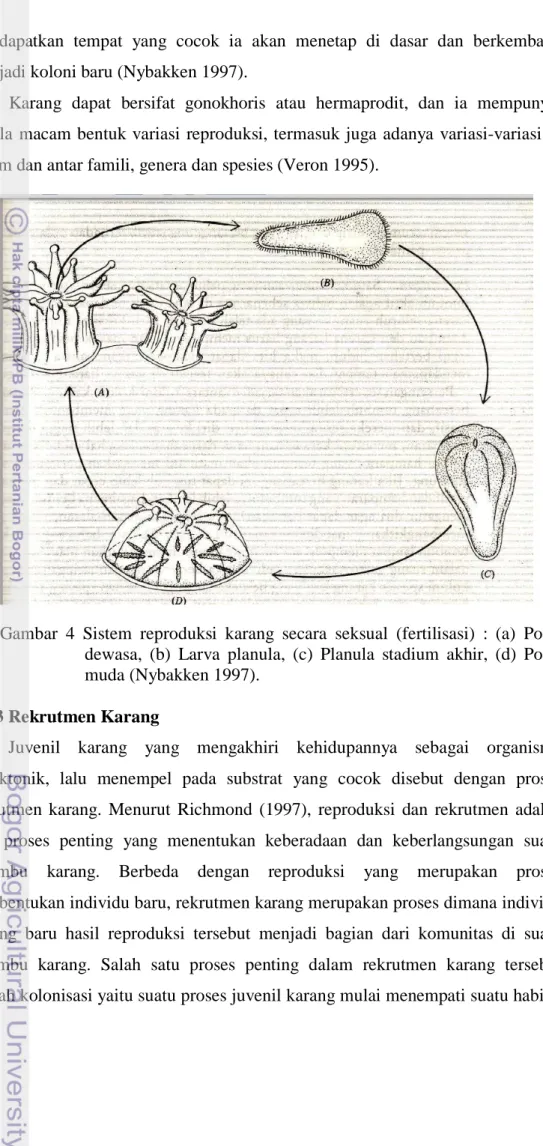 Gambar  4  Sistem reproduksi karang secara seksual (fertilisasi) : (a) Polip  dewasa, (b) Larva planula, (c) Planula stadium akhir, (d) Polip  muda (Nybakken 1997)