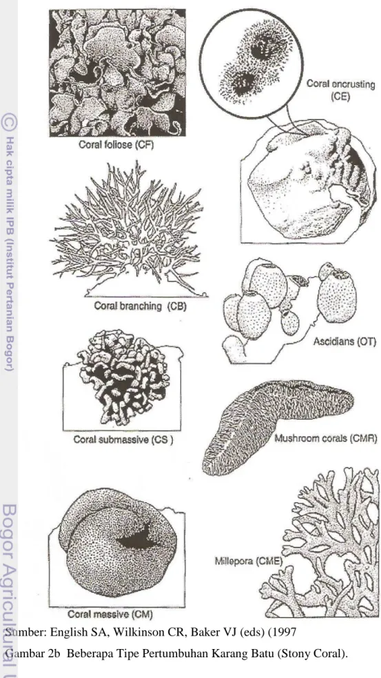 Gambar 2b  Beberapa Tipe Pertumbuhan Karang Batu (Stony Coral). 