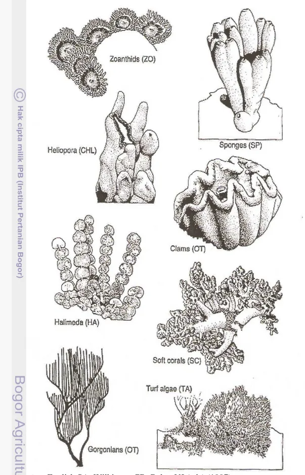 Gambar 2c  Beberapa Tipe Pertumbuhan Karang Batu (Stony Coral)  