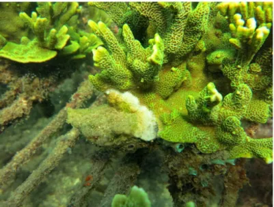 Gambar 2. Penyakit karang black band diseases ditransplantasi karang di Pulau Serangan Bali (foto: Beginer Subhan)